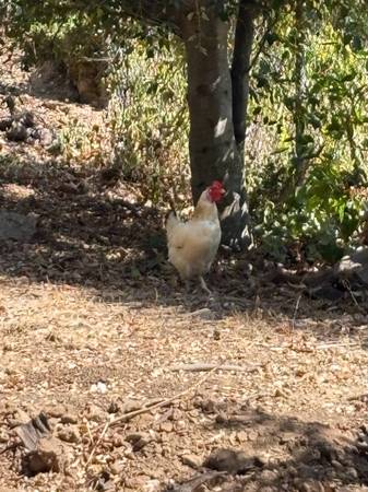 Encontrado: gallina en el barrio de More Mesa (Santa Barbara / Goleta)
