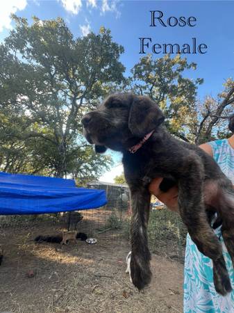 rehoming cane corso mix (Whitt)64018674931586120