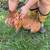 Kune kune Pigs and piglet 3 thumbnail