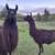 2 halter broke female llamas 1 thumbnail
