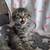 Kittens 4 thumbnail