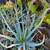 Aloe Blue Elf – 1 gallon $6 4 thumbnail