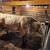 Charolais Yearling Bull 5 thumbnail