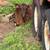Bottle calf 3 thumbnail