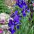 Perennials - Sun and Shade - Available til mid-October 13 thumbnail