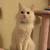 Turkish cat 3 thumbnail