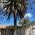 Actively Buying Large Palm Trees like these 5 thumbnail
