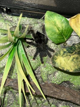 Tarantula 1