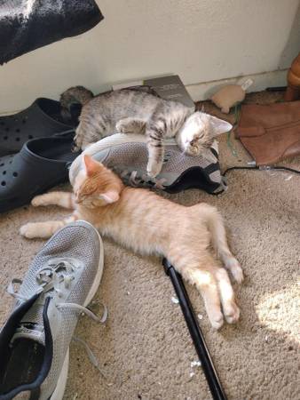 Two month old kittens. Litter trained. Cuddly! 1