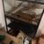 Ball python with enclosure 1 thumbnail