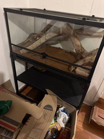 Ball python with enclosure 1