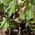 Fig trees 2 thumbnail