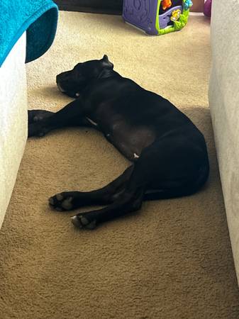 ¡Reubicación de laboratorios y pitbulls! (Suisun City)