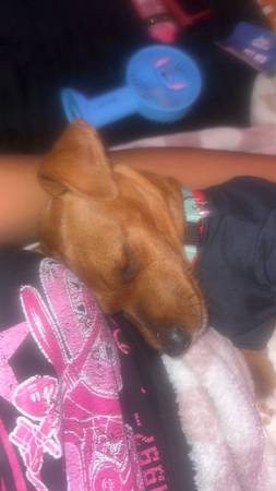 Cachorro Chiweenie en venta - $400 (McDonough)63470456345857120