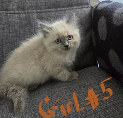 Blue Point Ragdoll/Himalayans' kittens (Vancouver)63842374575105121