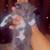 Kittens for sale( Nebelung tuxedo) 3 thumbnail
