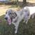Great Pyrenees pups for sale 1 thumbnail