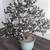 CHINESE /JAPANESE GLASS BONSAI TREE Lucky Jade -ceramic pot -wood base 2 thumbnail