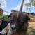Auggie puppy 3 thumbnail