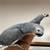 Adorable parrots... 2 thumbnail