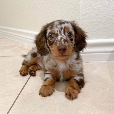 Dapple Dachshund Puppies (7O2three192720)