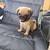 Pug puppy 12 thumbnail