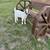 Boer goats 3 thumbnail