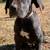 Great Dane Puppies 8 thumbnail