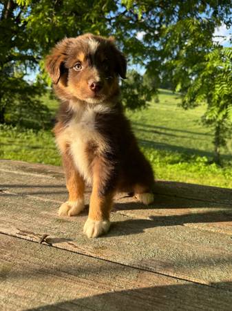 Red tri Aussie 1