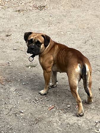 ¿Es este el perro perdido de alguien?? (este de San José)