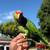 Red lored Amazon parrot 5 thumbnail