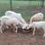 Katahdin & St Croix Sheep 2 thumbnail