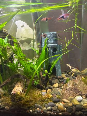 Fish (Kinston)63948404530306120