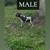 German Shorthair Pointer puppies (GSP) 1 thumbnail