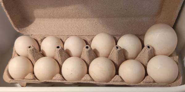 Eggs!!! 1