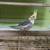 Cockatiels Cockatiels Cockatiels! 2 thumbnail