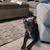 8-Month-Old Frenchie/Mini Bully Mix Maxine Needs Her Forever Home 2 thumbnail