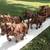 Rare 100 yr old Lowenbrau advertising wooden beer wagon 4 feet long! 1 thumbnail