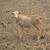 Droper Ewes 1 thumbnail