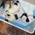 Puppies Rehoming - 800$ 6 thumbnail