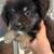 Mini Australian Shepherd Puppies 10 thumbnail