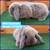 Mini Lop Rabbits 5 thumbnail