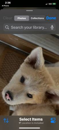 12 week old Japanese Akita Puppy ready for a new home (Phoenix)63148945861891121