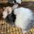 Harlequin bunnies 6 thumbnail