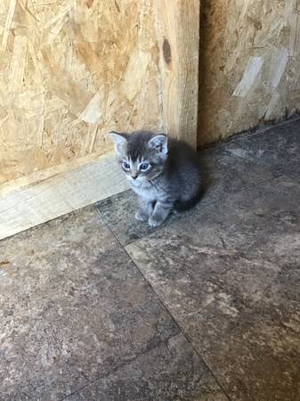 Kittens (Beaver Creek)63961118154370122