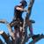 🌳 PROFESSIONAL TREE SERVICE – FAST, SAFE & AFFORDABLE 🌳 7 thumbnail