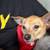 chihuauha 1 thumbnail