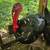 Tom Turkey 4 thumbnail