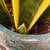 Happy Healthy Snake Plant in Turquoise Blue Ceramic Container 6 thumbnail
