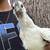 Zombie rooster 4 thumbnail